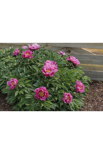 Півонія Янкі Дудл Денді дорослий кущ